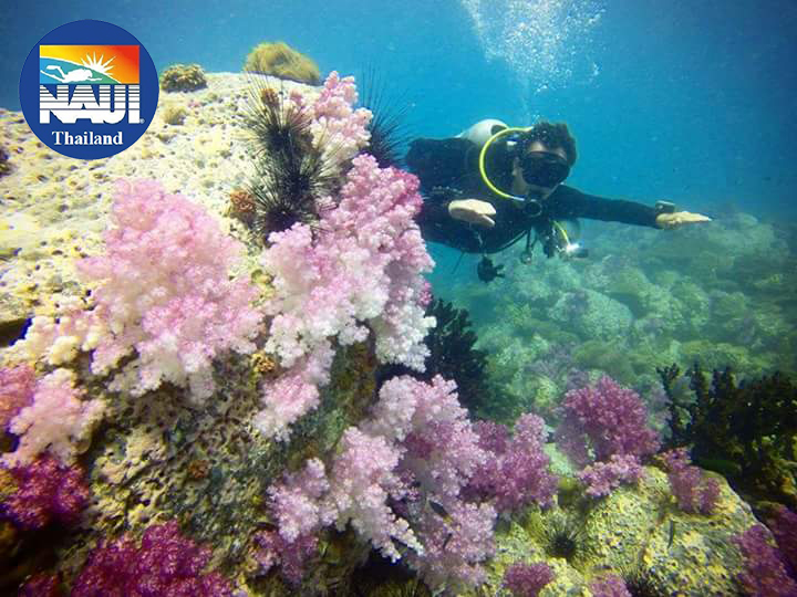 NAUI  Underwater Ecologist Coral Reef